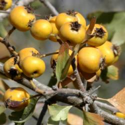 Crataegus aronia (L.) BOSC. EX DC. var aronia (L.) Bosc. EX DC